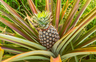 Pineapple farm9