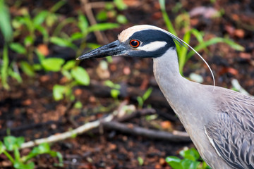 Yellow crowned night heron portrait
