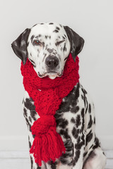 Winking Dalmatian dog with a red scarf portrait on light grey background