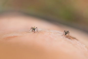 Close up of a mosquito sucking blood, selective focus