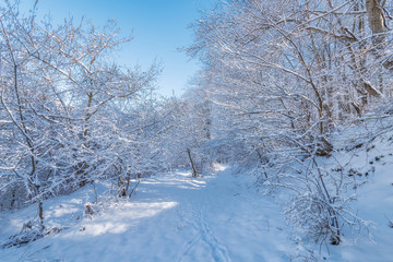 Landscape of a beautiful snow covered winter forest