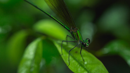 dragonfly on leaf