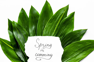 Spring concept. Hand lettering text spring is coming near green leaves on white background top view