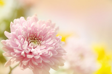 A soft pink flower in a horizontal presentation with a blurred background for text.