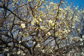 梅の木　白梅の花