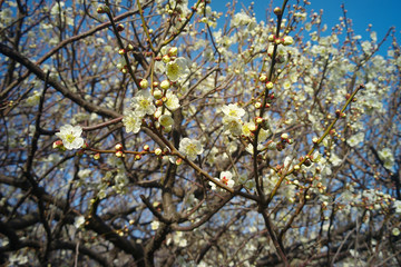 梅の木　白梅の花