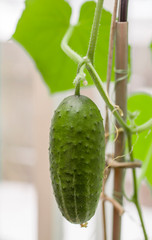 fresh green cucumber hanging on a stalk