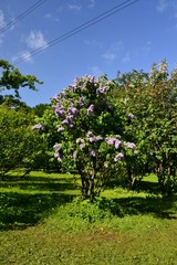 Fototapeta na wymiar lilac blossom in spring