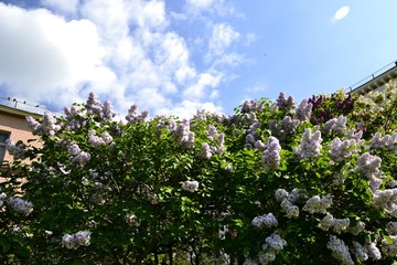 lilac blossom in spring