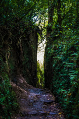 Dark Crevasse Covered with Moss and Ferns Lines a Trail in the Rainforest of Mombacho Volcano in Nicaragua