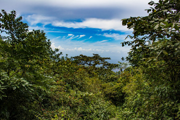 Fototapeta na wymiar Bright Blue Sky with Clouds Peeks over the Thick Canopy of Trees in the Rainforest of Mombacho Volcano in Nicaragua