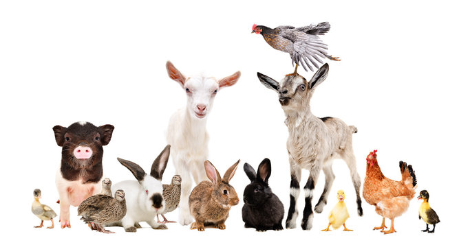 Group of funny farm animals