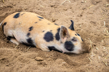 Tan and Black Spotted Roots around in the Dirt at a Petting Zoo at the San Diego County Fair, California, USA