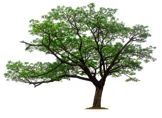 Old tree isolated on white background with clipping paths