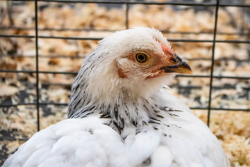 Snowy White Chicken Hen at the 4H Club Exhibit at the San Diego County Fair, California, USA