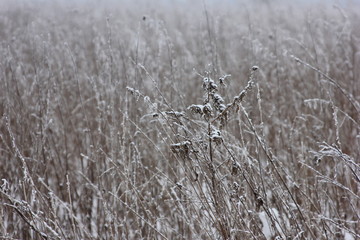 Faded grass on the winter field
