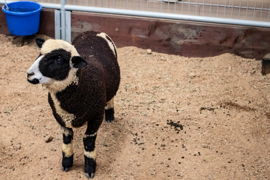 Black and White Harlequin Sheep on Display at the California Grown Agriculture & Livestock Showcase at the San Diego County Fair, California, USA