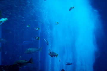 Fototapeta premium Dużo ryb w dużym ozdobnym akwarium.