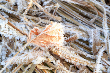 autumn frost on the dry grass, a dry leaf in the frost