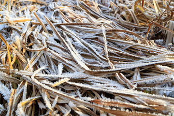 dry the grasses on which traces frosts