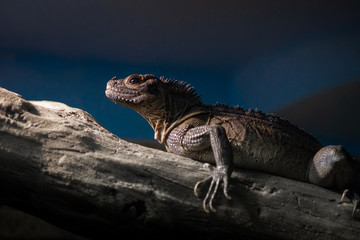 Fototapeta premium Beautiful lizard is in its natural environment.