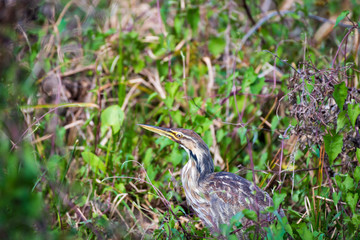 American bittern in the marsh