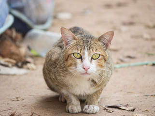 Cat laying and staring on ground 