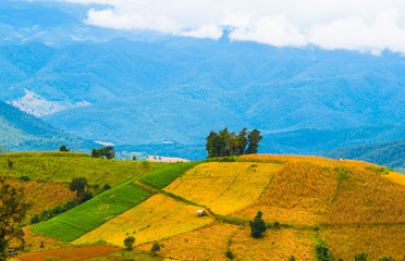 Rice paddies on high 18