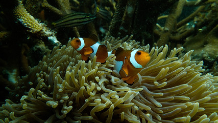 Naklejka na ściany i meble Clown fish found with its sea anemones at coral reef area at Tioman island, Malaysia