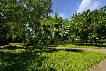 paths in the Park in spring