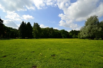 green glade in the Park