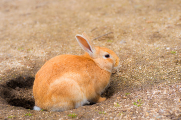 大久野島のうさぎ・ねむい！