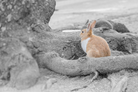 12 Best 野良うさぎ Images Stock Photos Vectors Adobe Stock