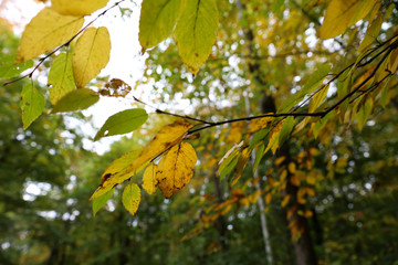 Leaves in a Forest in Vermont