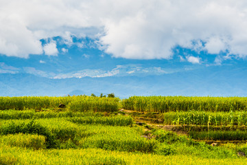 Fototapeta na wymiar Rice paddies on high 21
