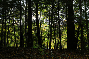 Hiking Path in the Mountains of Vermont