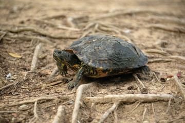Turtle on the ground