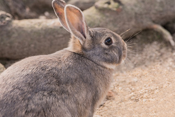 大久野島のうさぎ・ねむい！