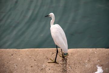 Common white crane