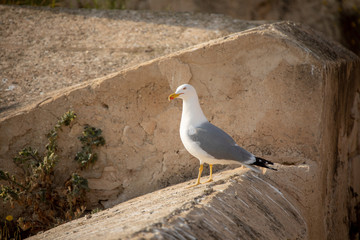 Seagull standing on the wall