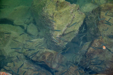 Wild fishes underwater