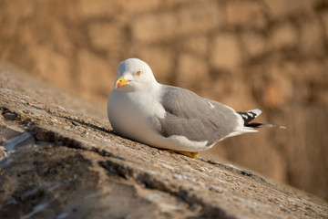 Obraz premium Seagull sitting on the wall