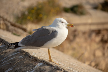Seagull standing on the wall