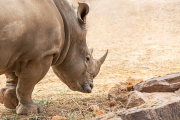 Obraz premium White rhinoceros or White Rhino (Ceratotherium simum) big animal mammal
