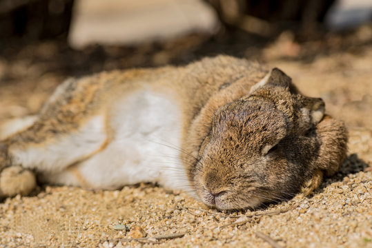 12 Best 野良うさぎ Images Stock Photos Vectors Adobe Stock