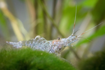 Small Fresh Water Shrimp