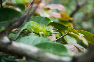 Jackson Chameleon looking at the camera through bushes in the wild. 