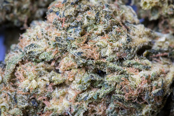 Marijuana Close Up Macro