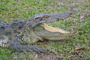 The Relax of mugger crocodile. Huge Alligator.