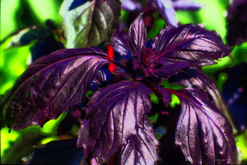 basil leaves in the sunlight